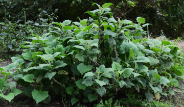 como plantar batata yacon