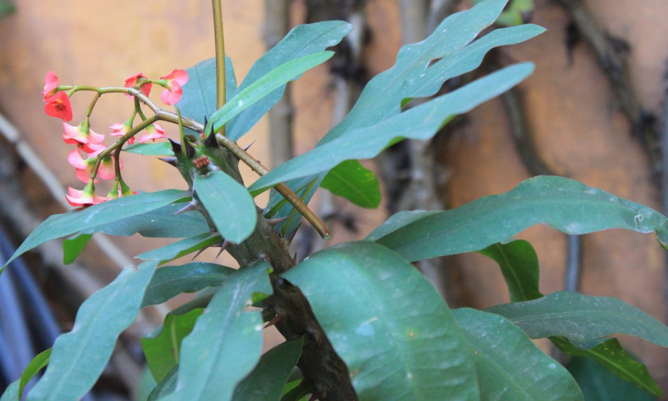 Coroa-de-espinho (Euphorbia milii)