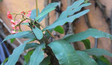 Coroa-de-espinho (Euphorbia milii)