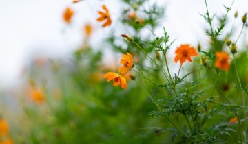 cosmos laranja (2)