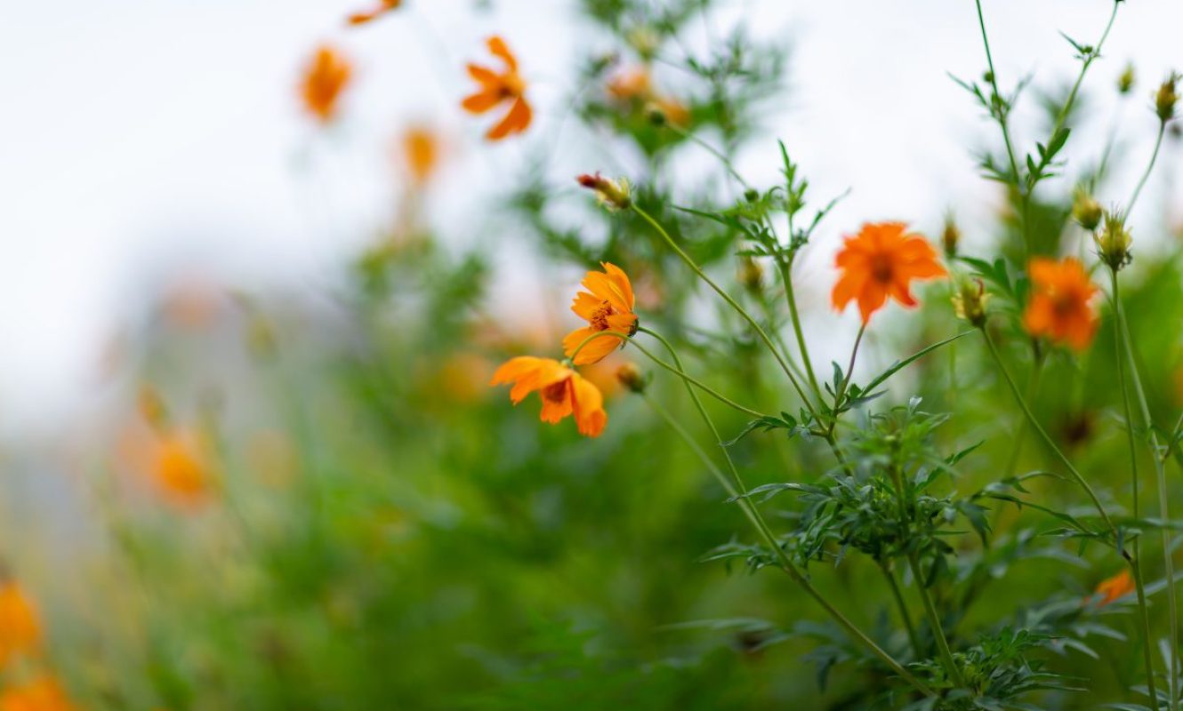 cosmos laranja (2)
