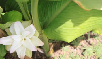 Curcuma (4)