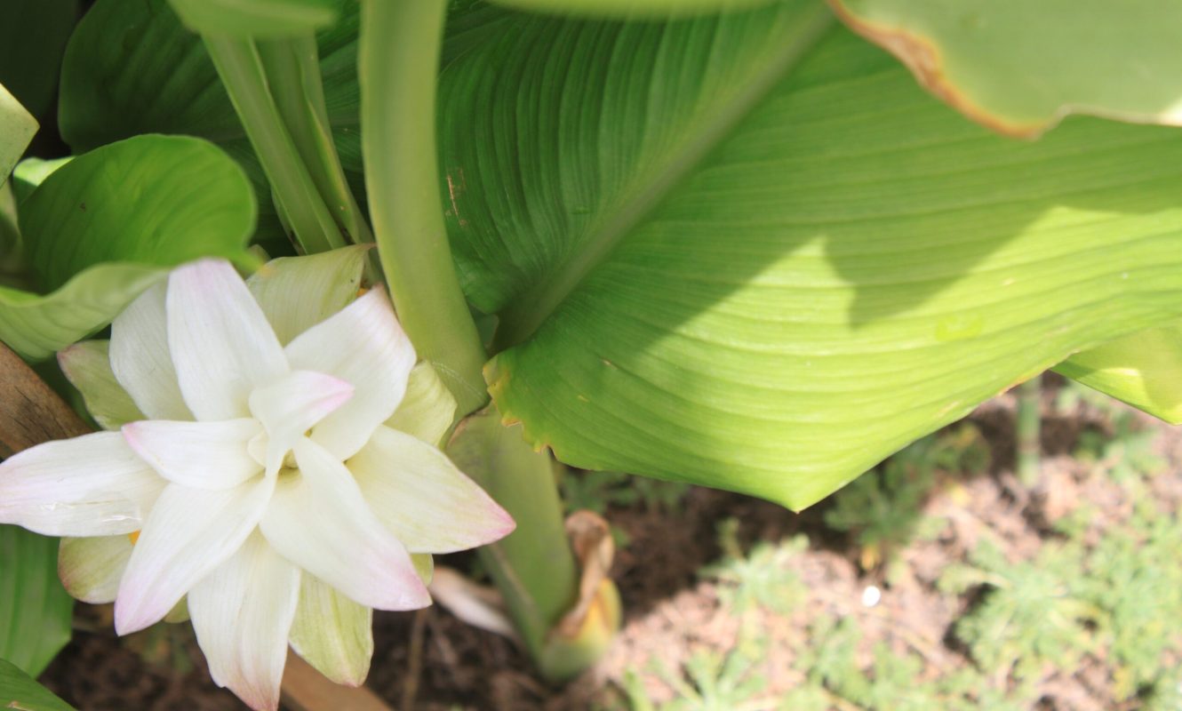 Curcuma (4)