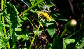 dandelion-5114661_1920