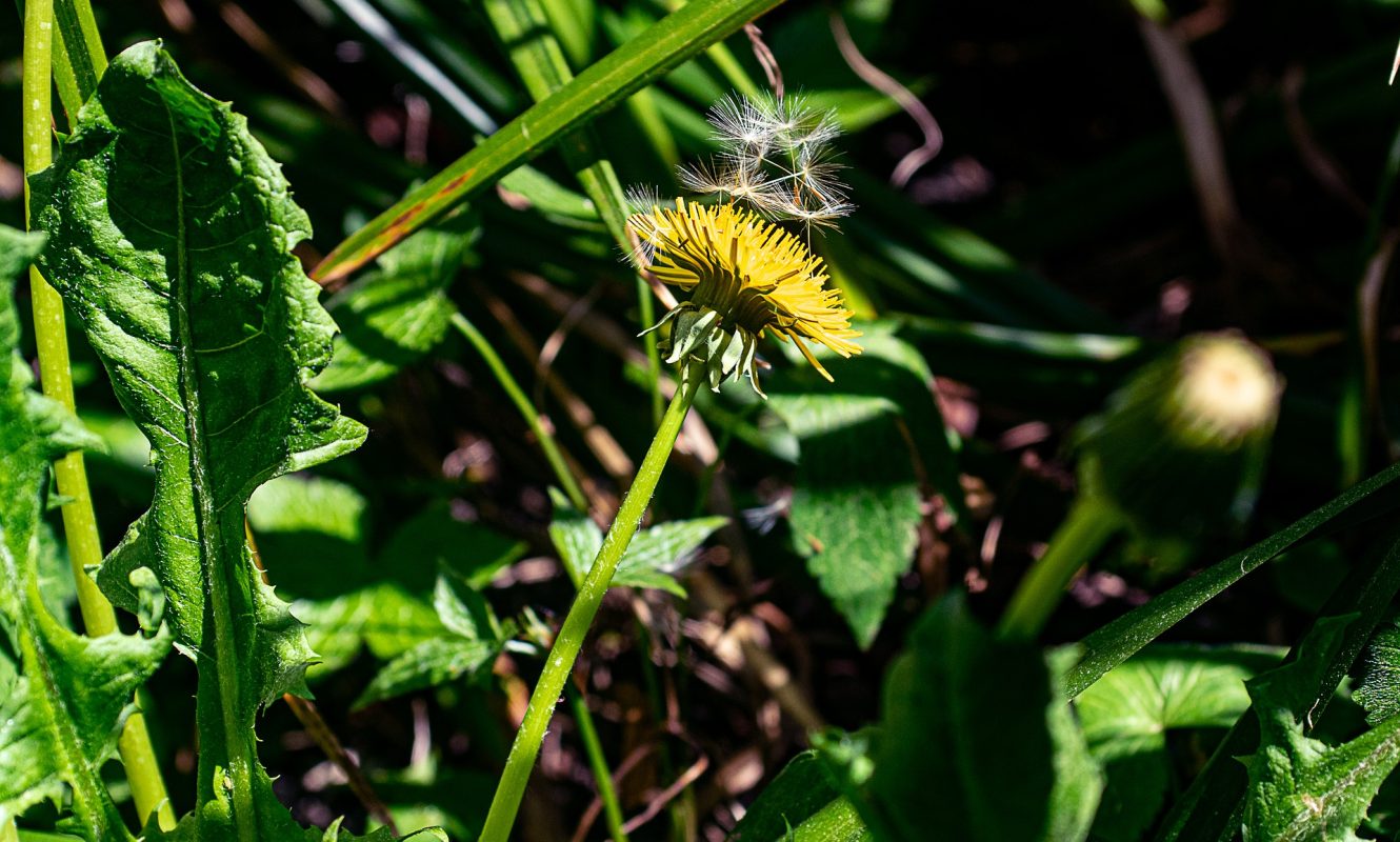 dandelion-5114661_1920