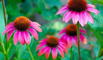 echinacea-4357576_1920