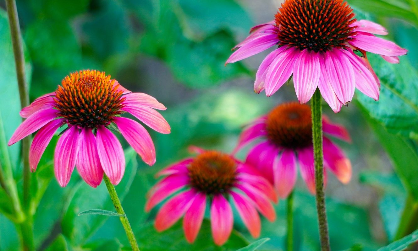 echinacea-4357576_1920