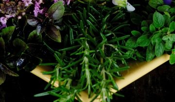 Ervas_plantio_e_outras_alta_ZG_2011 (44)
