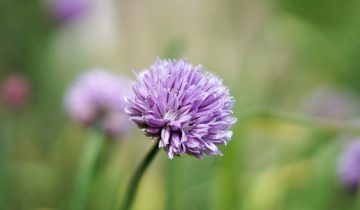 flower-g93e284044_1920
