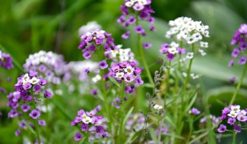 flowers-g69a4361f5_1920