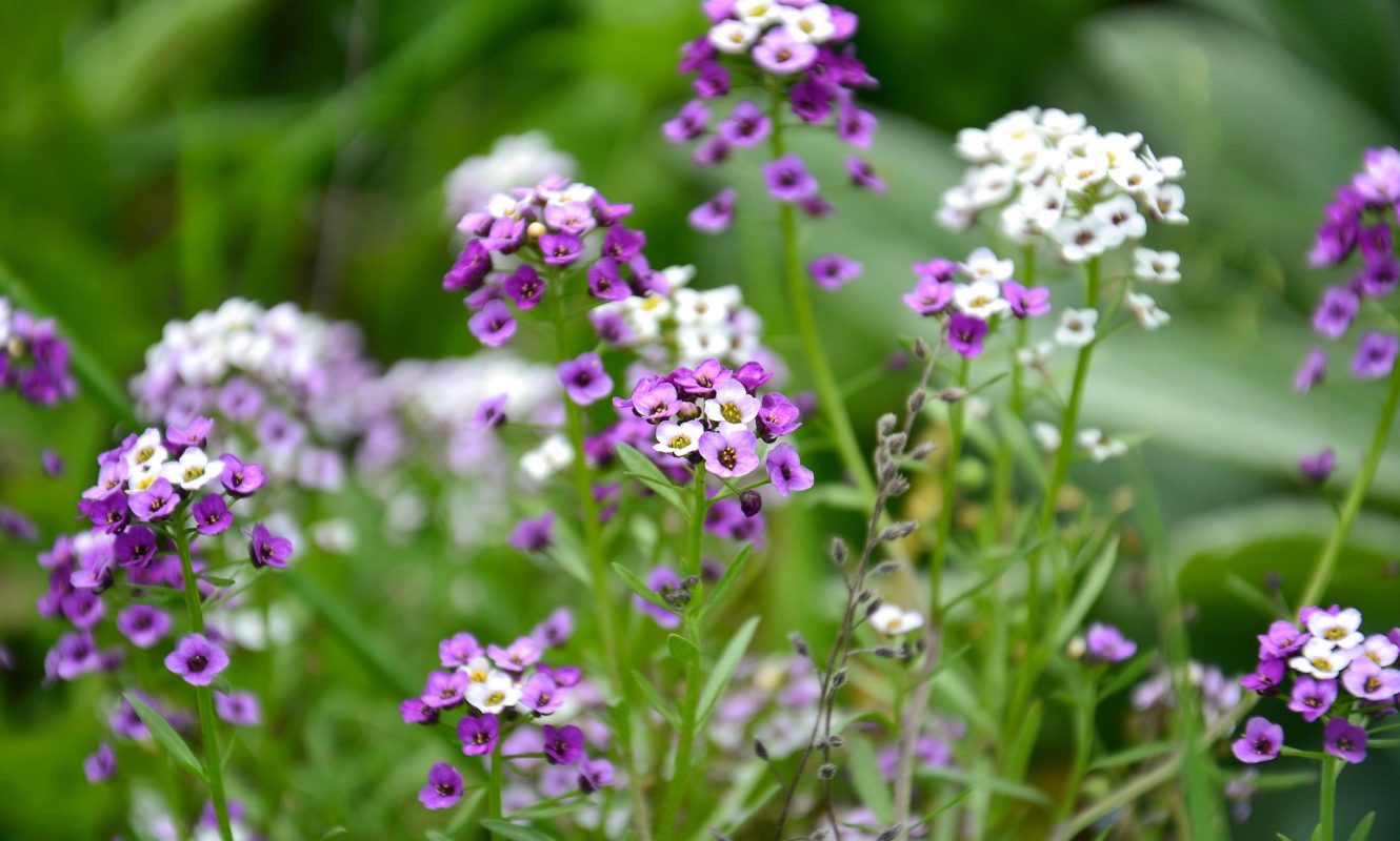 flowers-g69a4361f5_1920