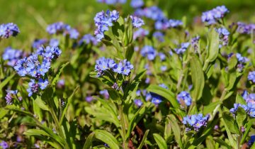 forget-me-not-3305579_1920