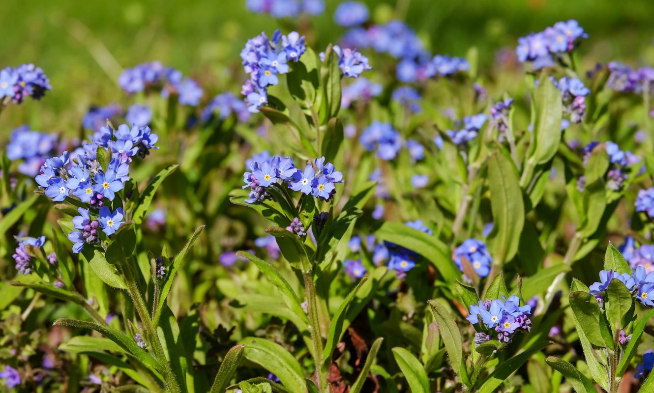 forget-me-not-3305579_1920