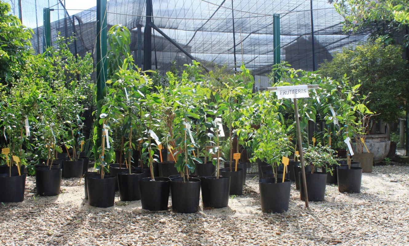 Frutíferas ©Sabor de Fazenda