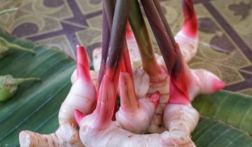 galangal-3270069_1920