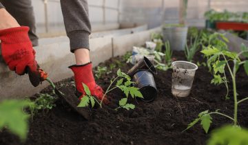 greenhouse-g69ea42d50_1920