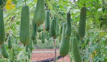growloofah-trellis-1000-1509142321