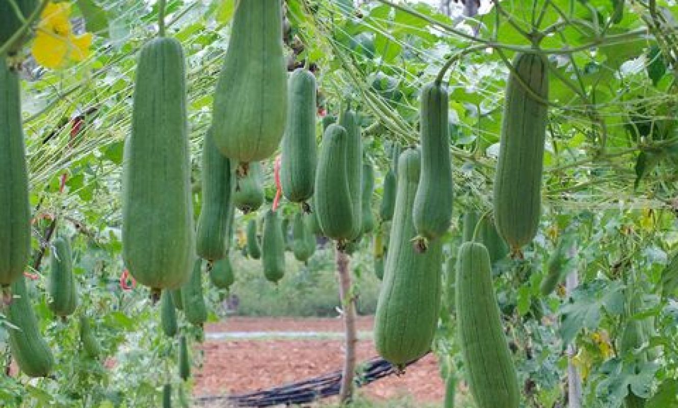 growloofah-trellis-1000-1509142321