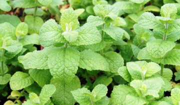 Hortelã-portuguesa (Mentha x villosa) ©Sabor de Fazenda
