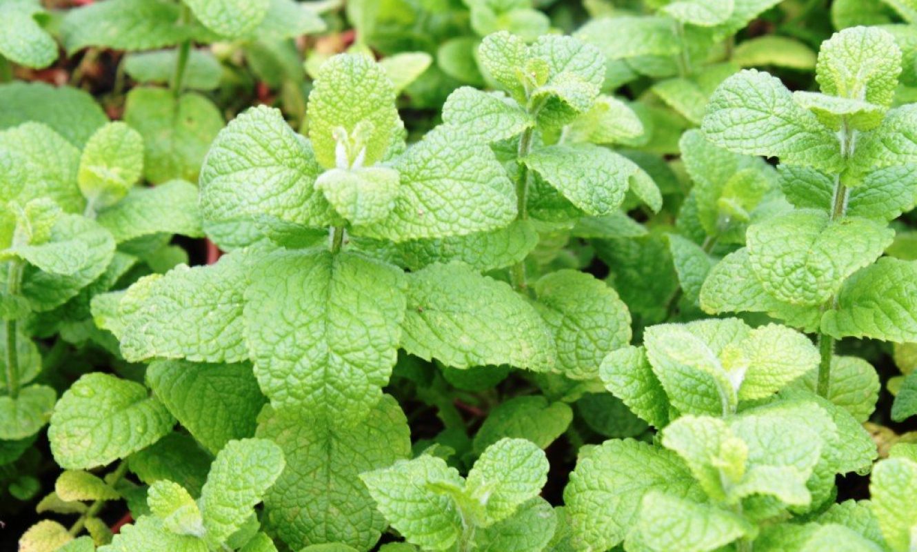 Hortelã-portuguesa (Mentha x villosa) ©Sabor de Fazenda