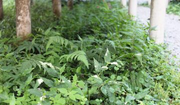 Plantas espontâneas debaixo das bancadas ©Sabor de Fazenda