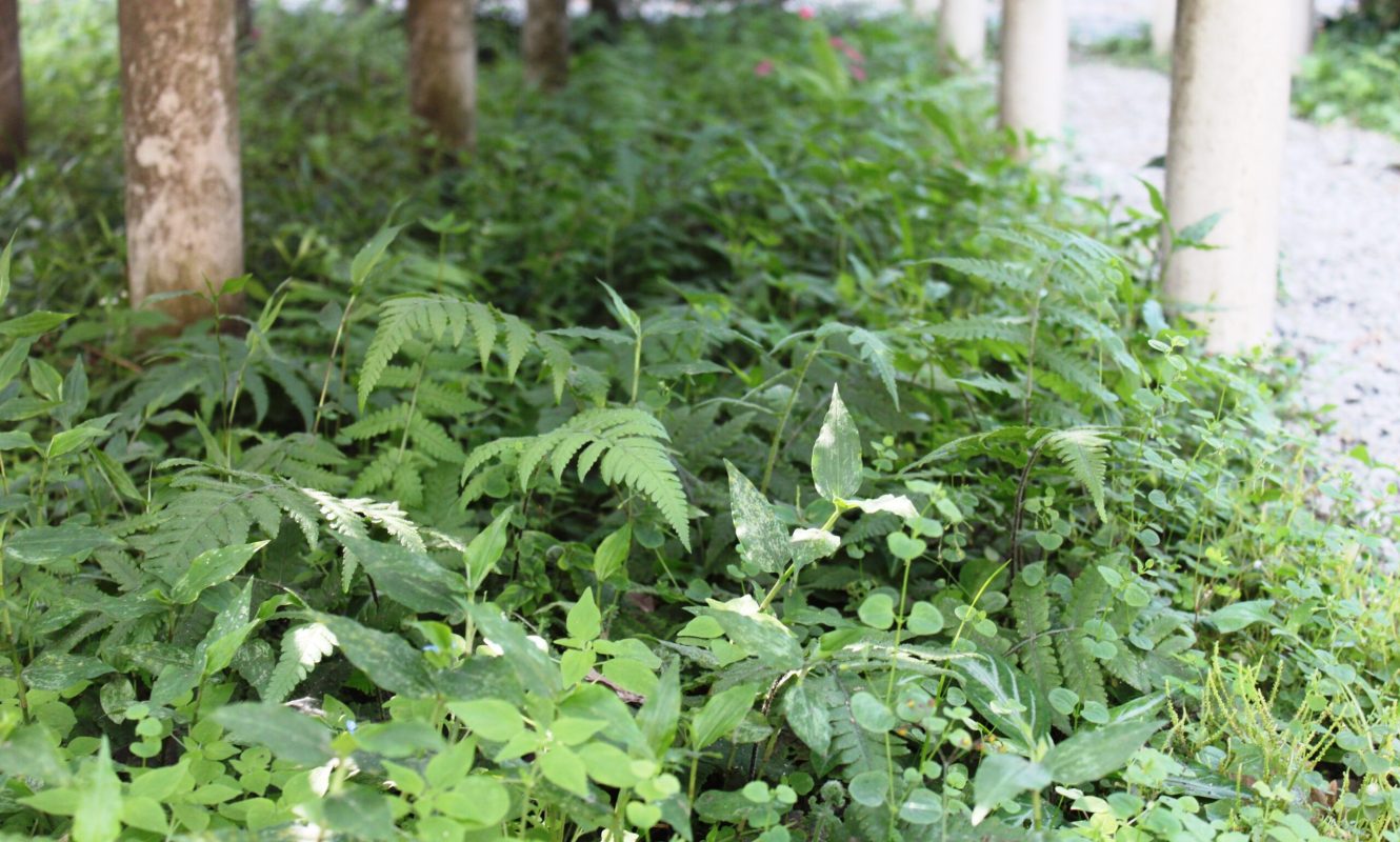 Plantas espontâneas debaixo das bancadas ©Sabor de Fazenda