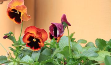IMG_3278