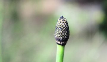 IMG_4364
