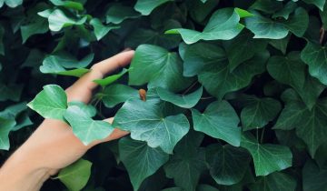ivy-847639_1920