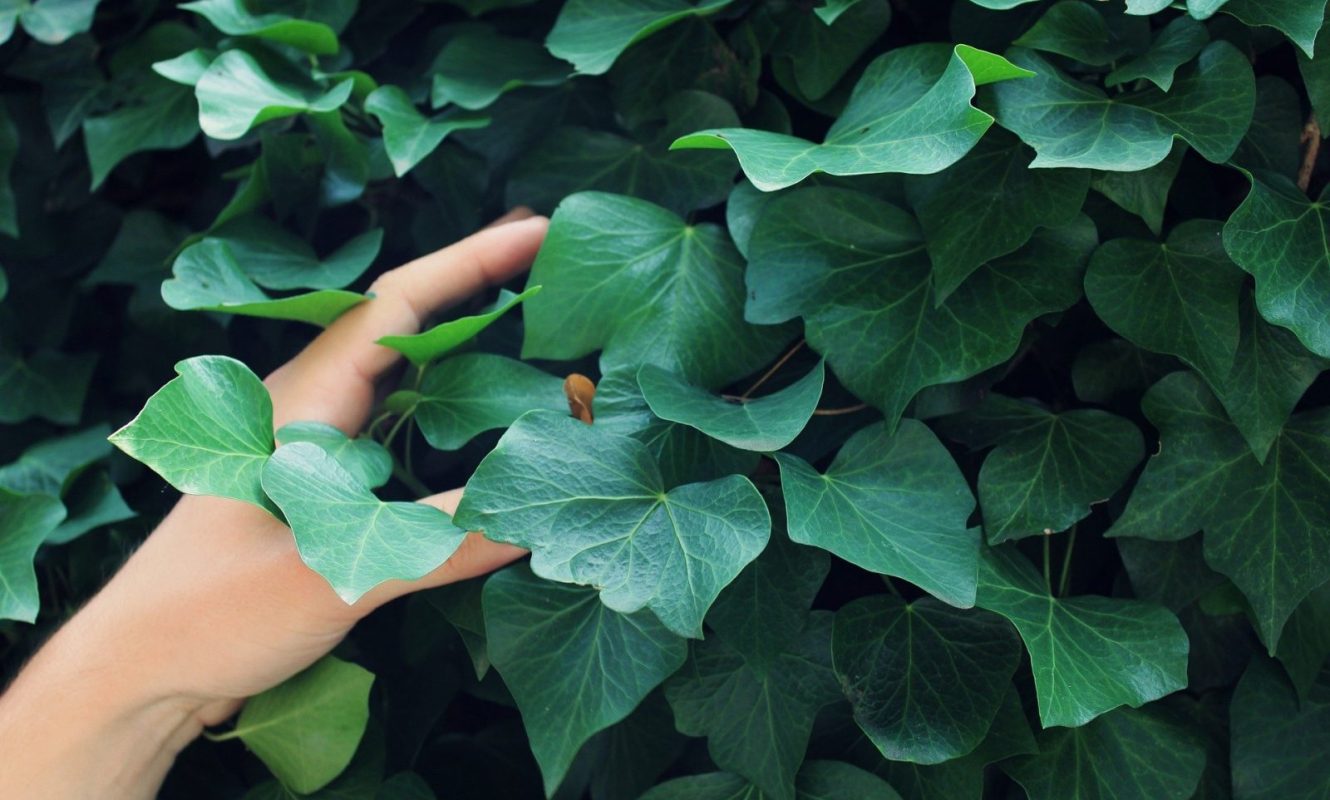 ivy-847639_1920