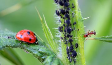 ladybug-1486479