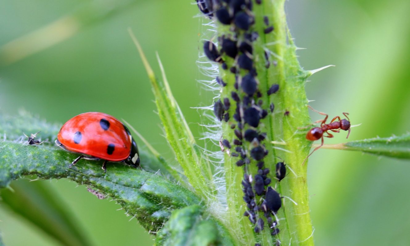 ladybug-1486479