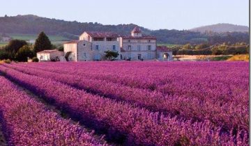 lavanda_08_thumb