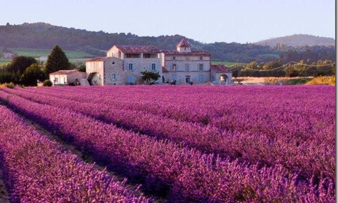 lavanda_08_thumb