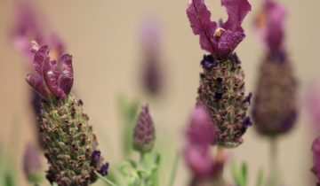 lavender-4235976_1920