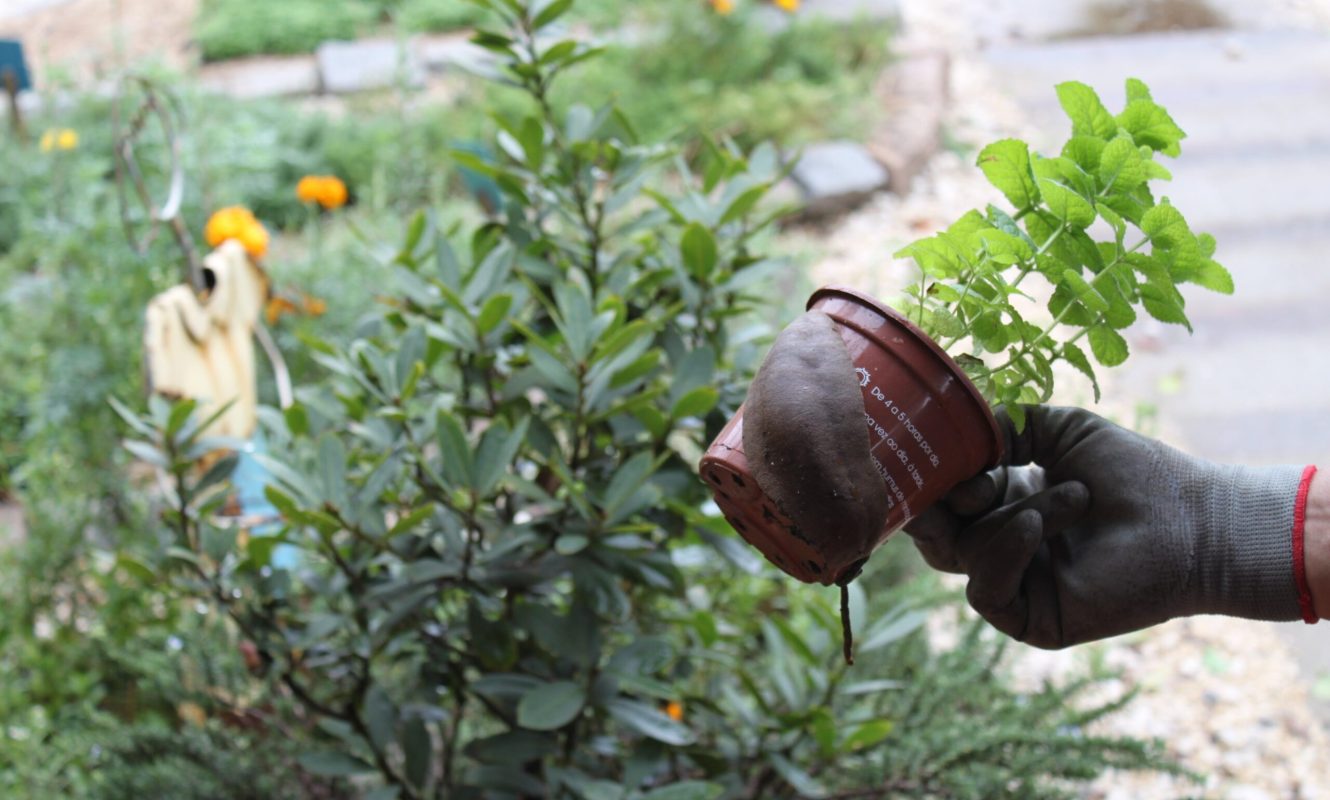 Lesma ©Sabor de Fazenda