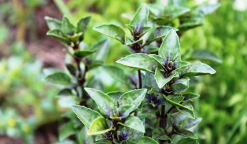 Manjericão-roxinho (variedade de Ocimum basilicum) ©Sabor de Fazenda