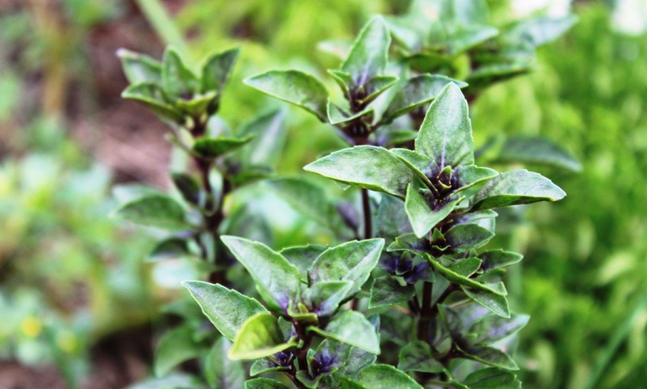 Manjericão-roxinho (variedade de Ocimum basilicum) ©Sabor de Fazenda