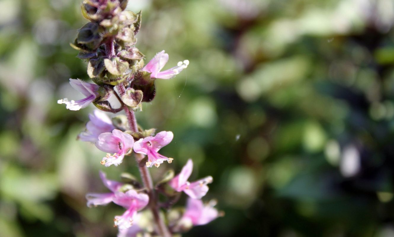 Manjericão_roxinho_Gabi_Pastro (3)