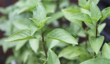 Manjericão-tailandês (Ocimum basilicum Horapha) ©Sabor de Fazenda