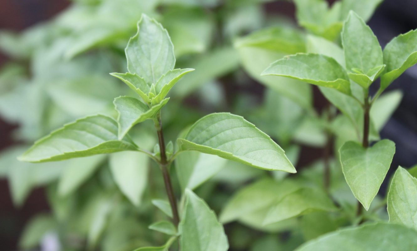 Manjericão-tailandês (Ocimum basilicum Horapha) ©Sabor de Fazenda