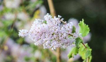 nature-3183605_1920