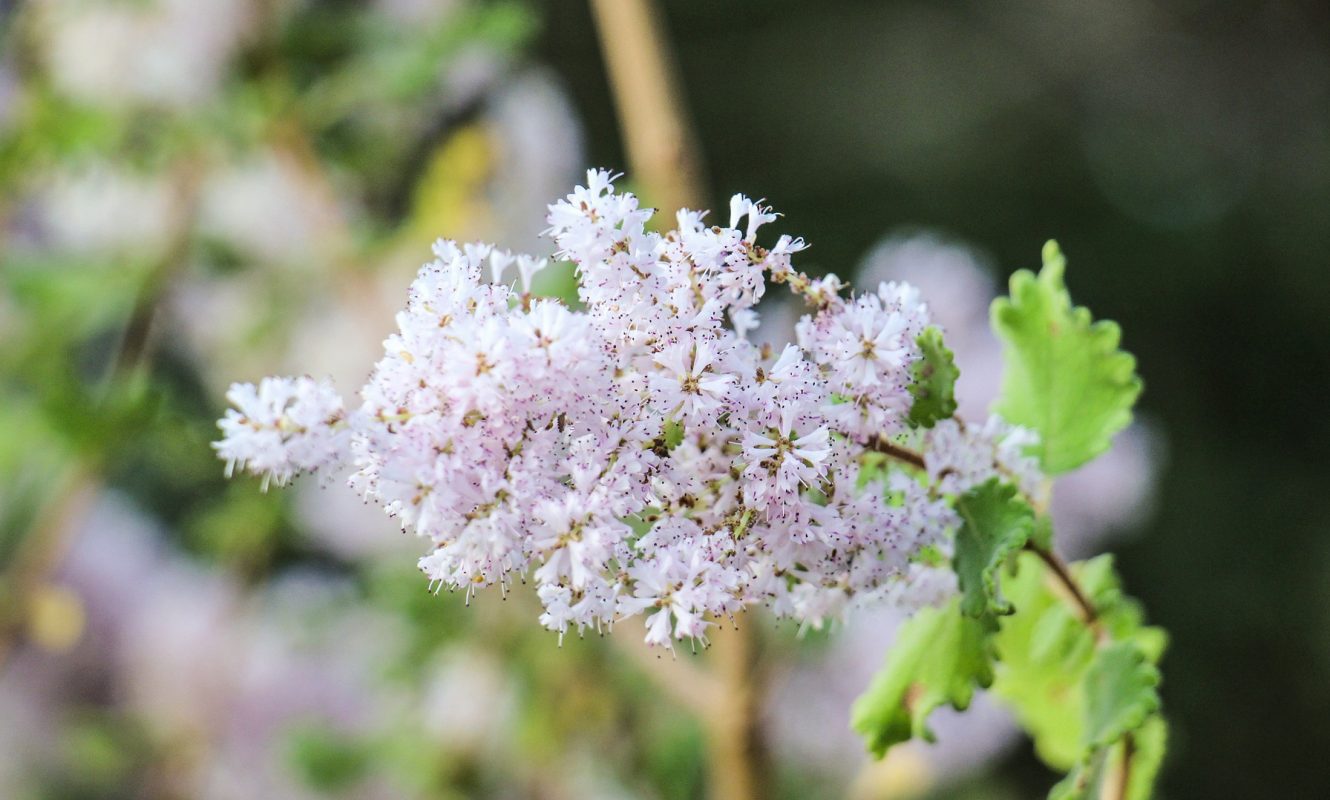 nature-3183605_1920
