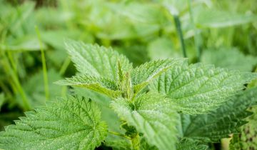 nettle-503939_1920