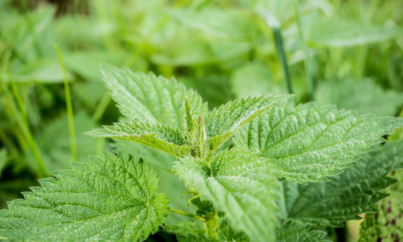 nettle-503939_1920