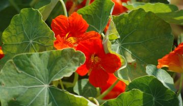 orange-flower-3492274_1920