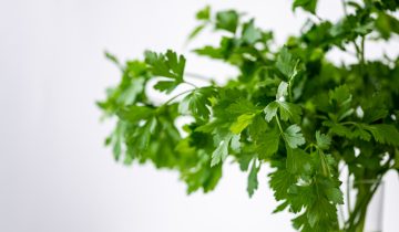 parsely-g223acd394_1920