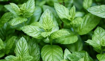 peppermint-4487398_1920