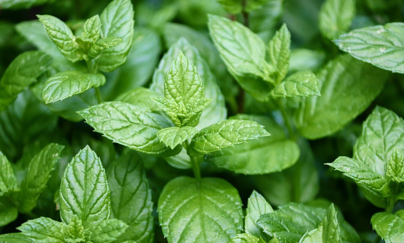 peppermint-4487398_1920