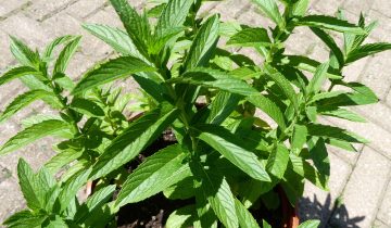 peppermint-91080_1920